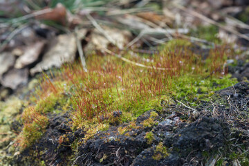 moss with red Sporophyte (Pohlia nutans) selective focus