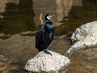 great cormorant on concrete rock in Sakai River
