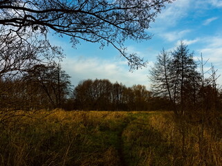 Fototapeta premium Trees in the park, autumn landscape