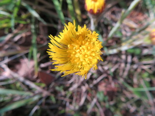 Huflattich Tussilago 