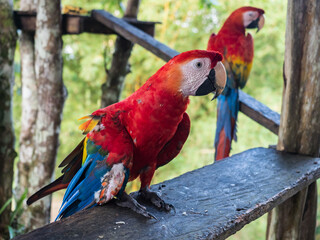 Scarlet Macaws, Amazonia