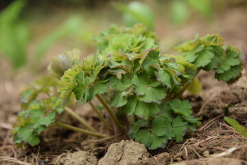 Aquilegia leaves on spring
