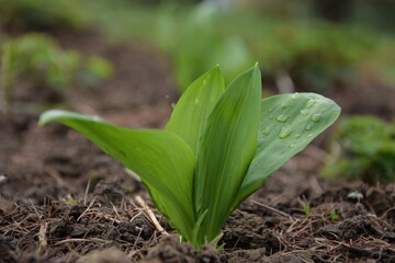 Allium ursinum, wild garlic spring leaves