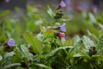 Pulmonaria saccharata blooming