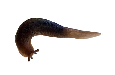 snail one isolalted head