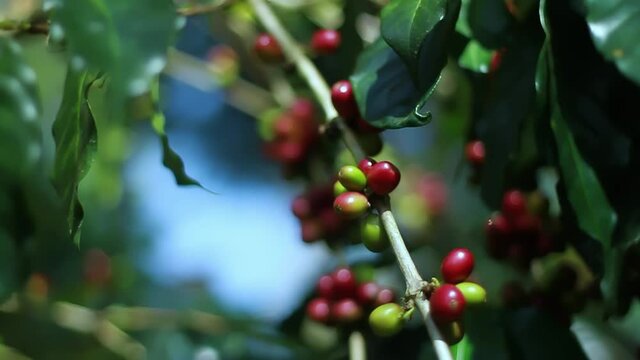 Kalosi is a coffee-producing area located in Enrekang Regency, South Sulawesi. Coffee plantations in this area are located at an altitude of about 1500 meters above sea level. 