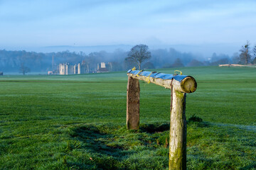 Cowdray Ruins