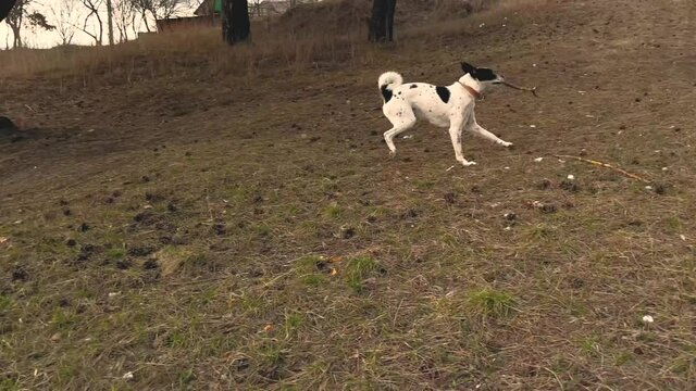 Playful dog is running with wooden stick, basenji 4k footage