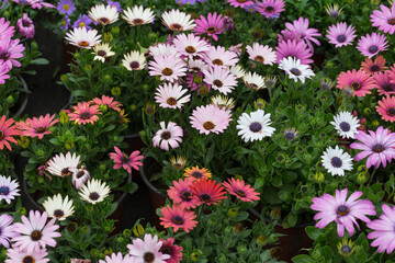 Blooming red blue chrysanthemum flowers and green leaves，Arctotis stoechadifolia var.grandis