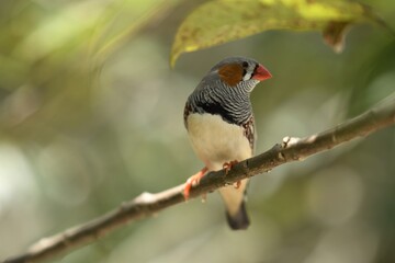 Colorful Bird