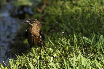 Bird Mid-Blink
