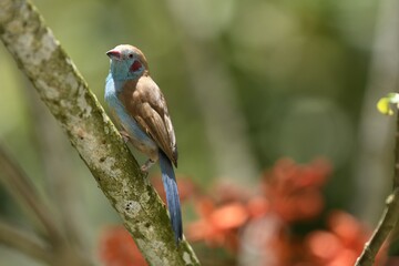 Colorful Bird