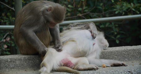 Naklejka premium Monkey delousing with other monkey