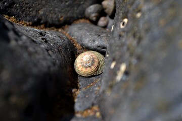 A little conch on a rock