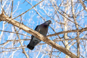 Pigeon sitting on a tree branch