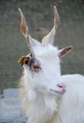 Close up portrait of goat. Concepts of beauty domestic animals. Expressive, original look of goat....