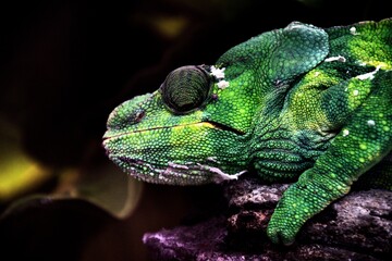 Chameleon 