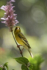 Colorful Bird