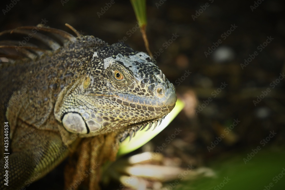 Wall mural Large Iguana 