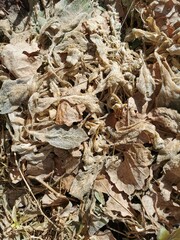 dry leaves on the ground spring blade of grass dust