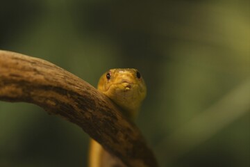 Yellow Snake
