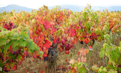 Jakobsweg: Weinfelder bei Pontferrada