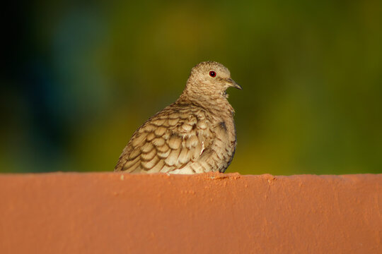 Tortolita mexicana de cola larga despertando (Columbina inca)