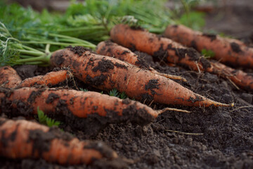 Fresh organic carrots with green leaves on the ground. Vegetables. Proper nutrition.