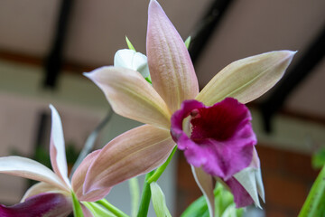 closeup orchid white and purple