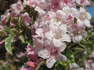 white and pink flowers