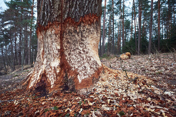 Huge tree with beaver teeth marks. Tree trunk nibbled by wild forest beaver.