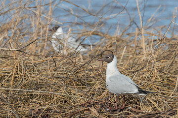 One black headed gull at his nest in a lake in Sweden, ScandinaviaShot in Sweden, Scandinavia