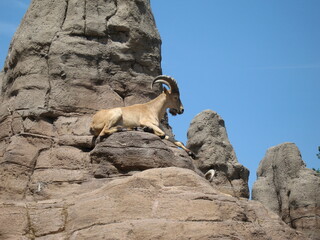 mountain goat on the rock