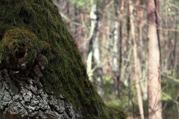 Obraz premium Zielony mech na starym pniu w lesie