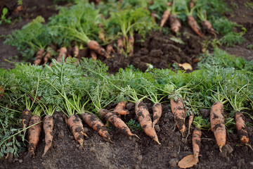 Harvest carrots. Background of carrots laying on the groundVegetables. Healthy eating.