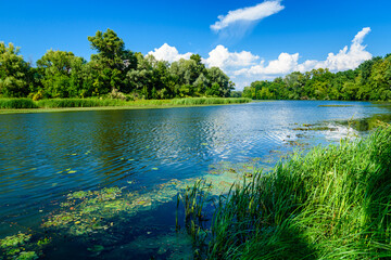 Summer landscape with the green trees and river
