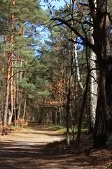 Malownicza ścieżka w lesie nieopodal warszawskiego Wawru © Krzysztof