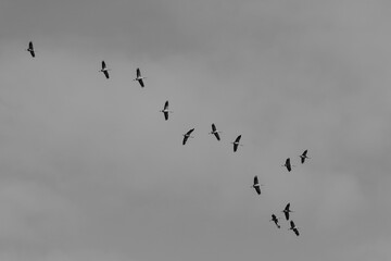 Flock of cranes flying with a grey sky background