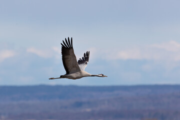 Fototapeta na wymiar Flying crane with neutral background