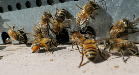Abeille chargée de ses pelotes de pollen devant l'entrée de la ruche