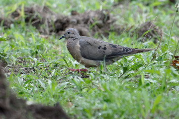 Eared dove (Zenaida auriculata) in Ecuador