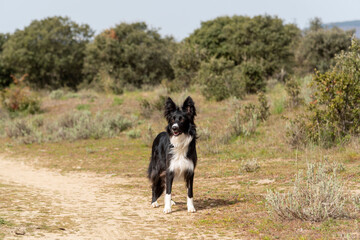 Border collie, perro pastor en la naturaleza.