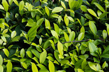 Fresh Green leaves for background in Summer