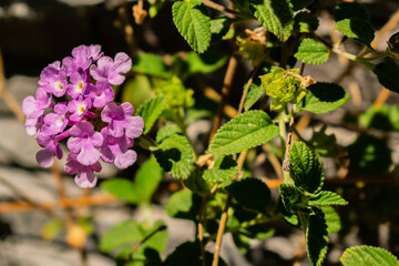 lilac flowers in the garden
