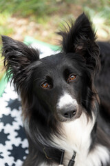 Border collie, perro pastor en la naturaleza.