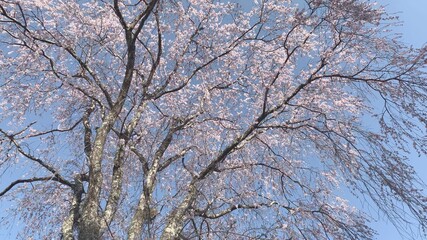 吉野山 桜 千本桜 日本三大桜 吉野熊野国立公園 奈良県