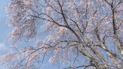 吉野山 桜 千本桜 日本三大桜 吉野熊野国立公園 奈良県