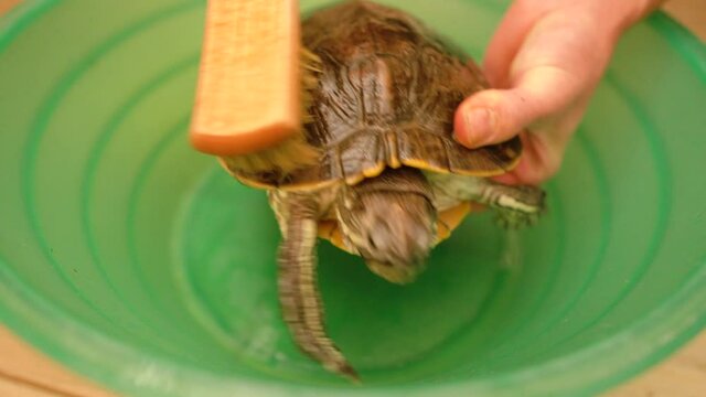 Top view young woman's hands cleaning tortoise with brush