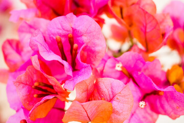 Fototapeta premium close up of pink flower