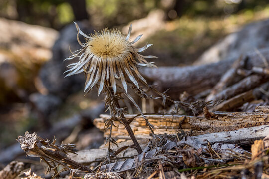 Capitula of common carline (carlina vulgaris) at the beginning of spring in the mountains of Vercors